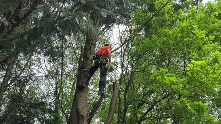 Best Tree Planting Services  in Carson, WA